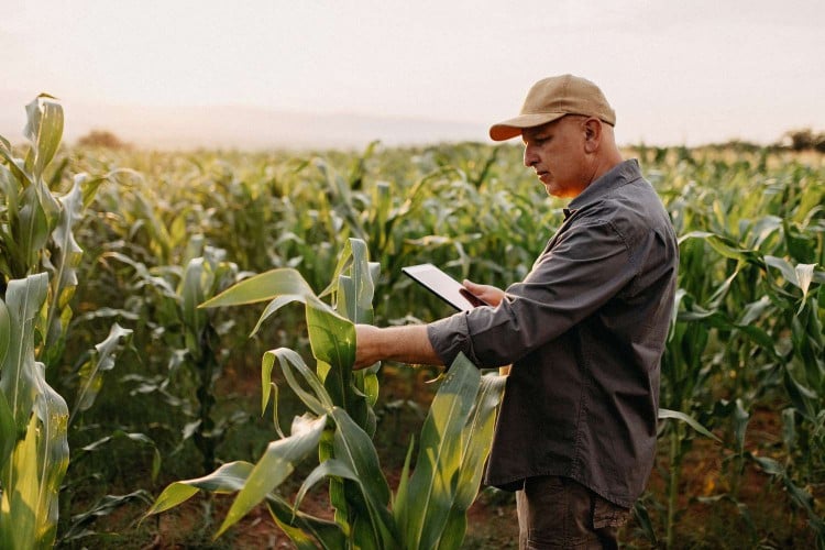 What Is the Producer Price Index?