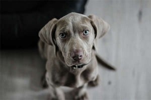 12 Essential Veggies to Enhance Your Dog&amp;#039;s Diet