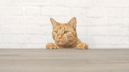 What Fruits Can Cats Eat? 