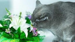 Are Lilies Poisonous to Cats