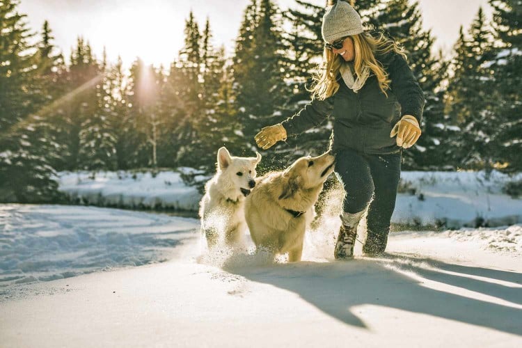 Why Do Dogs Love Snow? Because It&amp;#39;s a Interesting New Thing To Explore