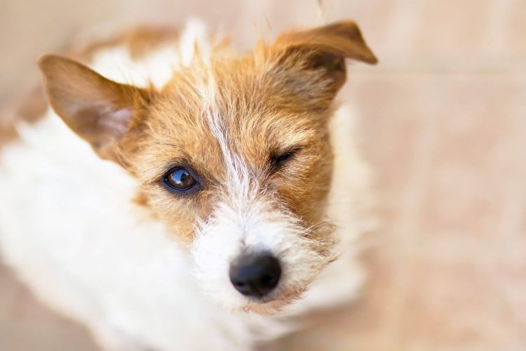 Why Do Dogs Wink? The Reasons Might Surprise You