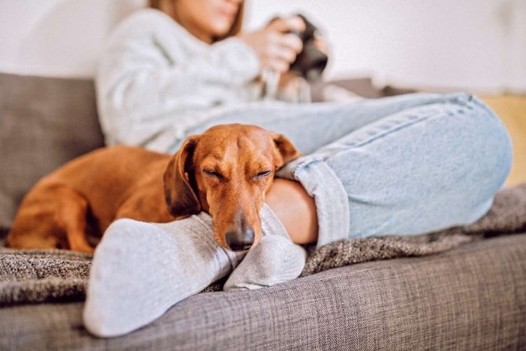 Does My Dog Sleep Too Much? Here&amp;#39;s What a Vet Says