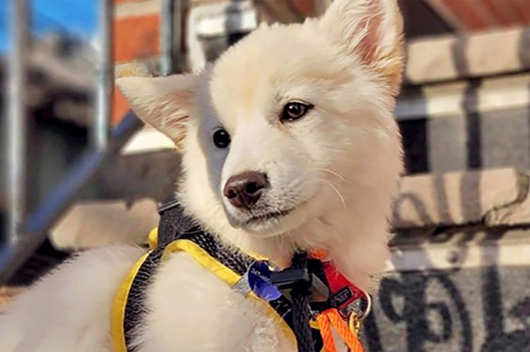 NYC Rescue Saves Endangered Dogs from South Korea, Gets Awkwafina&amp;#39;s Help