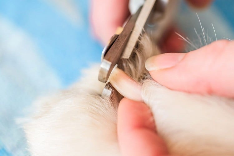 How to Treat a Dog&amp;#39;s Broken Nail