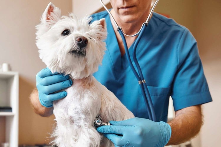 Is Your Dog Coughing? Here&amp;#39;s What Could Be Causing It and When You Should See the Vet