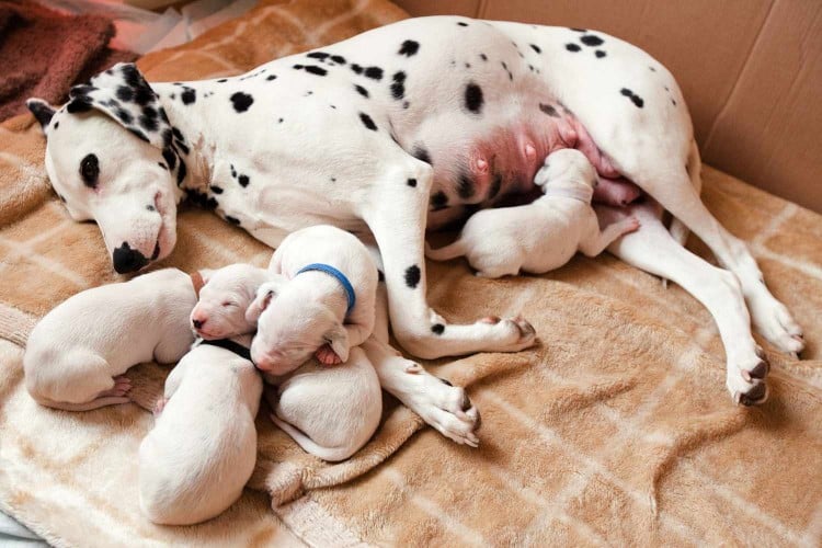 How Long are Dogs Pregnant? A Week-By-Week Look at What&amp;#39;s Happening