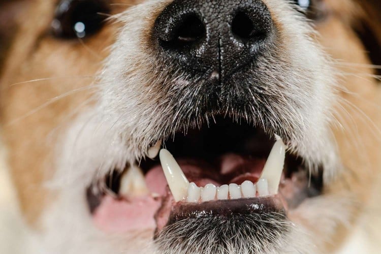 How to Take Care of Dog Tooth Extraction&mdash;Hint: Leave It to the Professionals