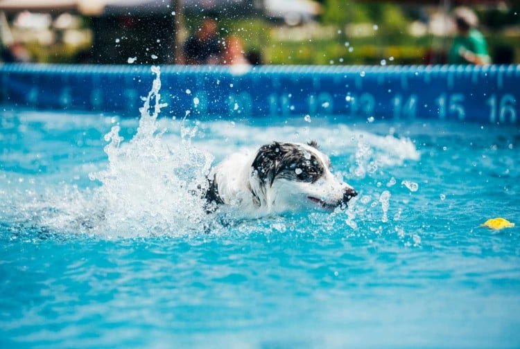 Would You Try Dock Diving With Your Dog? Here&amp;#39;s How to Get Started