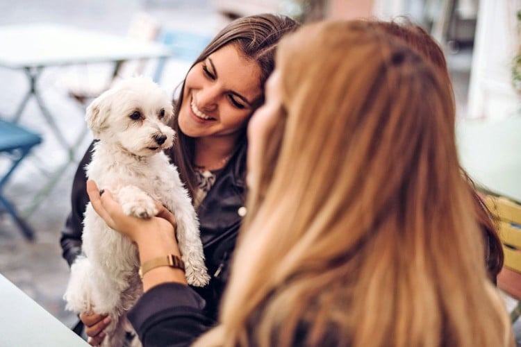 How to Socialize a Puppy &amp;amp; Why It&amp;#39;s So Important