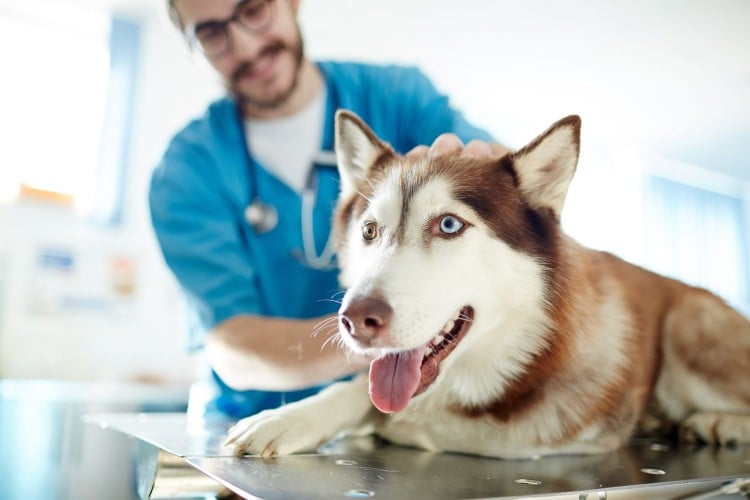 Cancer Treatment in Dogs Can Include Chemotherapy, Surgery, and Radiation Therapy
