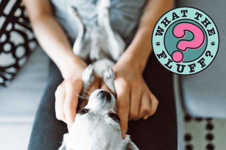 Do Dogs Have Belly Buttons? Learn the Innies and Outies