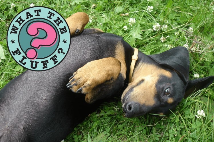 Huh? Should My Male Dog Have Nipples?