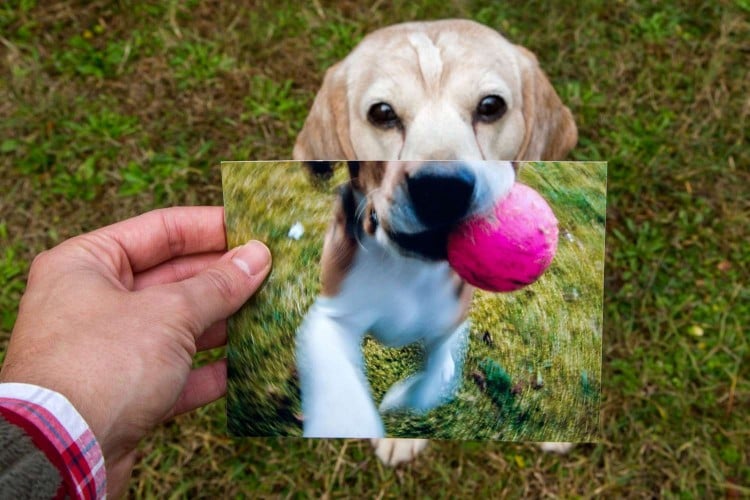 The Real Way to Calculate Your Dog&amp;#39;s Age in Human Years