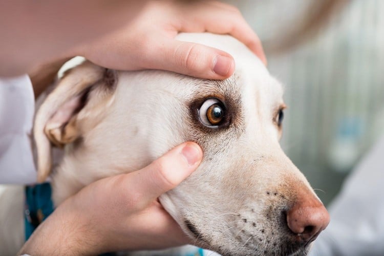 How to Help Your Pet Keep Their Best Paws Forward With an At-Home Health Exam (According to a Vet)