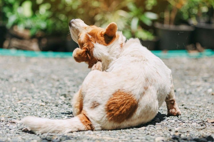 Seborrhea in Dogs: What It Is, Why It Happens, and How To Treat It