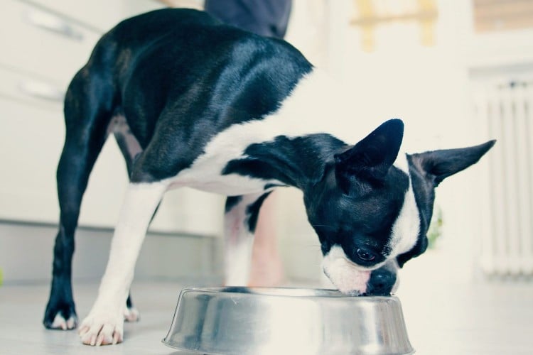 Version of Viagra&mdash;Yes, That Viagra&mdash;Could Help Dogs Who Suffer From Megaesophagus