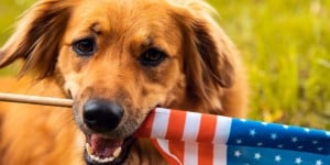 How to Prepare Your Pets for the 4th of July