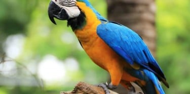 A Complete Beginner&amp;#8217;s Guide to Pet Parrots
