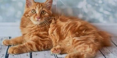 AMERICAN BOBTAIL (CAT BREED)